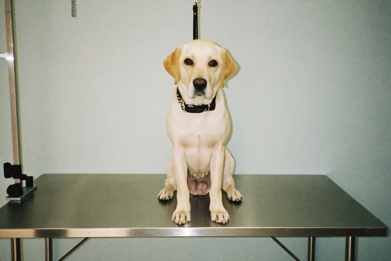A labrador being handled calmly on the grooming table