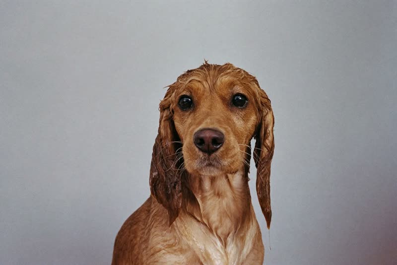 A spaniel sitting patiently after a wash