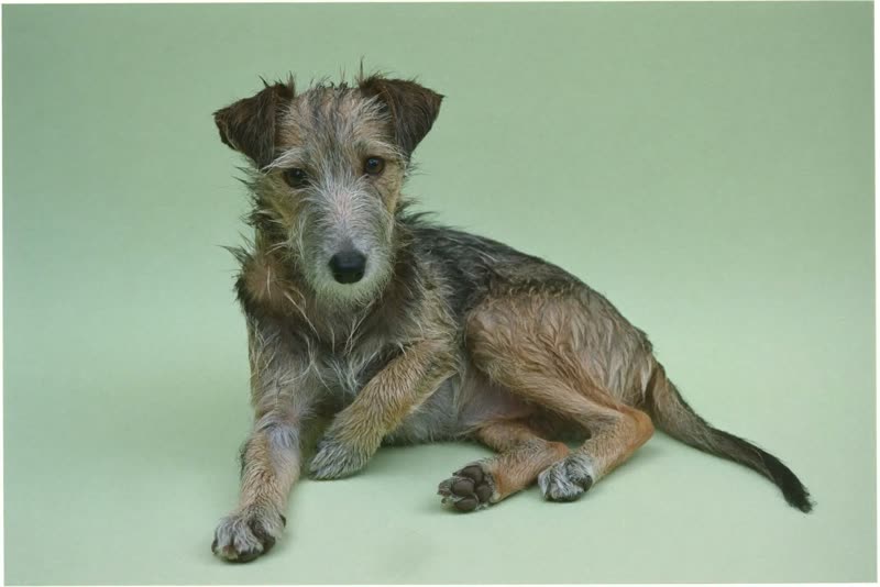 A small crossbreed relaxed after its groom