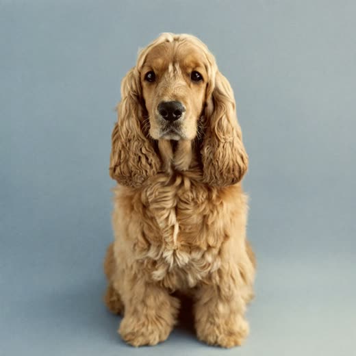 A cocker spaniel after a full haircut