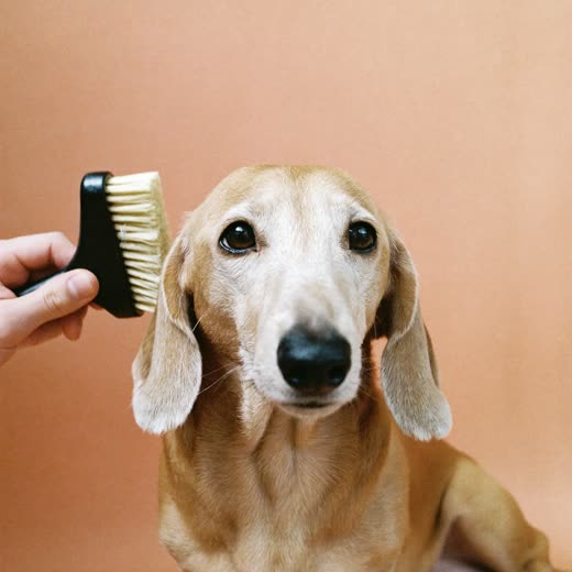 A dog's paw with freshly trimmed nails