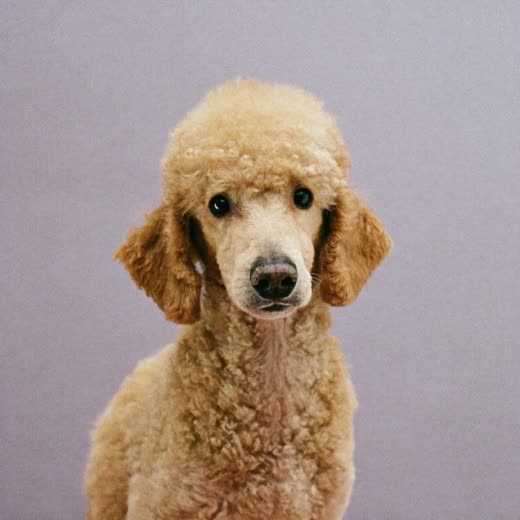 Close detail of a dog's clean ear